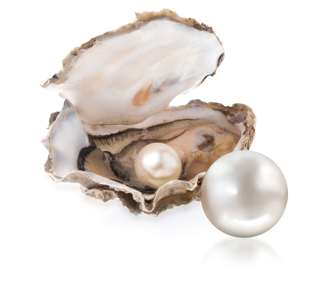 Oyster with two pearls on a white background