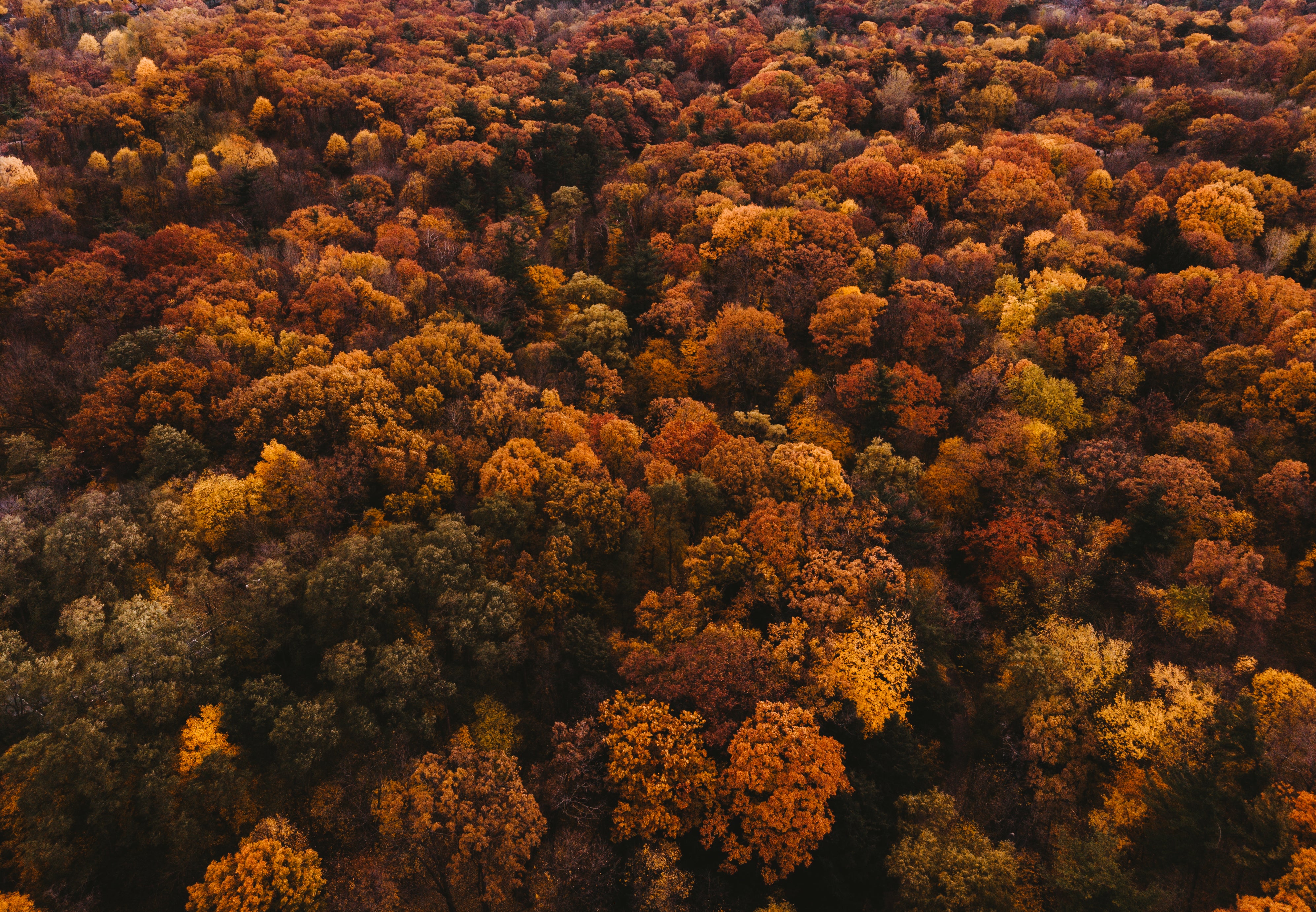 autumn-trees-covering-the-landscape.jpg