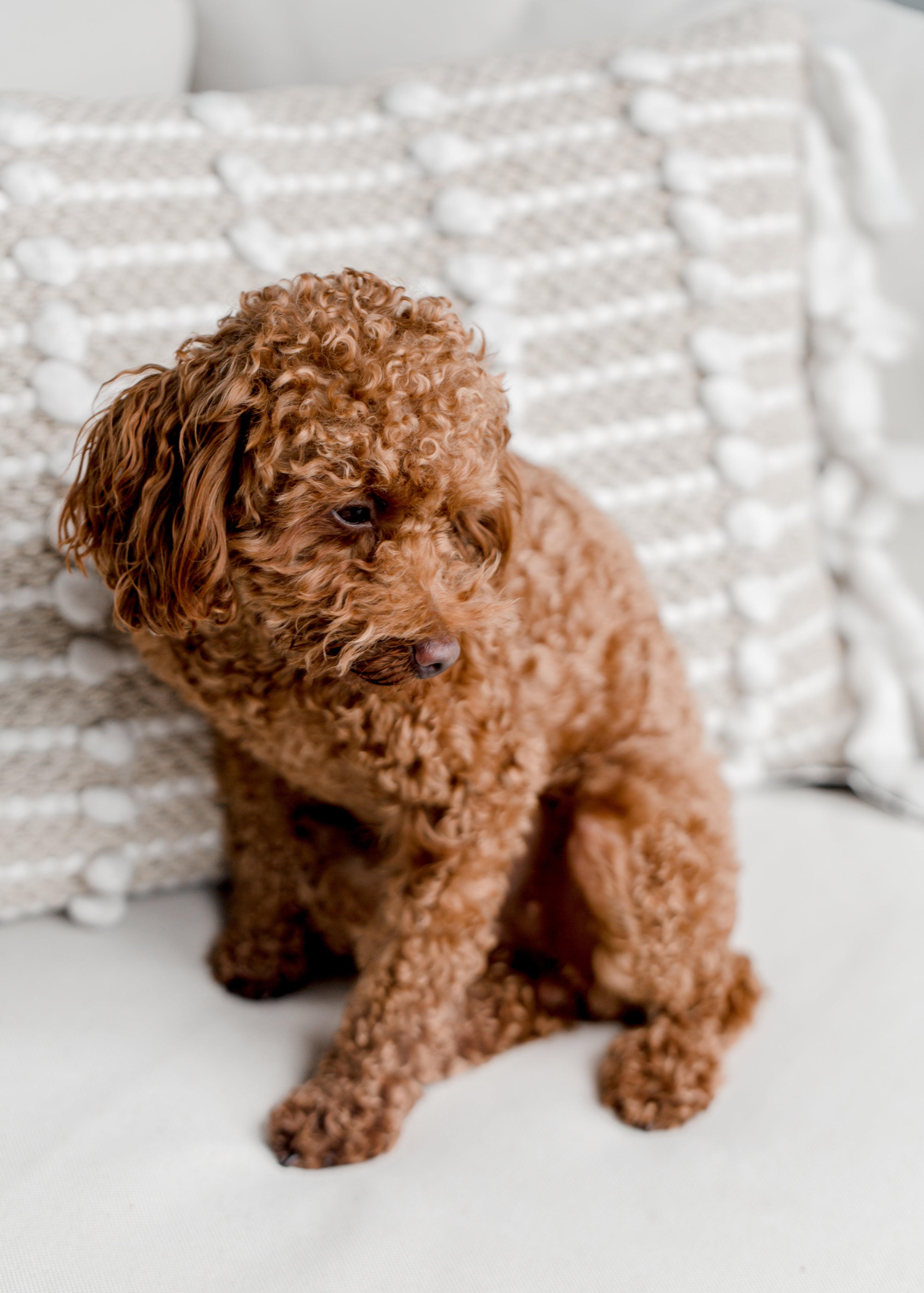 fluffy-light-brown-puppy-on-couch.jpg