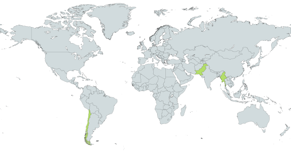 World map highlighting Myanmar, Pakistan, and Chile with  green.